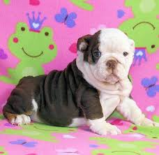Mini or miniature english bulldogs are not a separate breed in itself. Sugar Plum Bulldogs Home Of The Smaller Akc English Bulldogs Puppies