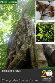 Image result for Achariaceae