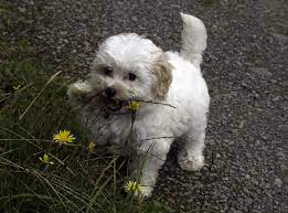 Are you trying to determine how much a puppy with breeding rights and papers would cost? Cavachon Dog Breed Personality Size Price Facts More Marvelous Dogs