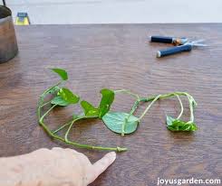 You can now see how your image will print on the page and have perfectly placed guides for the next step: Pothos Propagation How To Prune Propagate Pothos