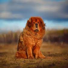 A man from china bought it for $ 1.6 million. Tibetan Mastiff Full Profile History And Care