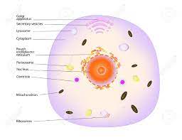 Make sure by the end of the lesson, they can draw and label both cells, and explain what each. Structure Of A Typical Animal Cell Royalty Free Cliparts Vectors And Stock Illustration Image 15085351