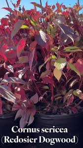 Image result for Sericorema sericea