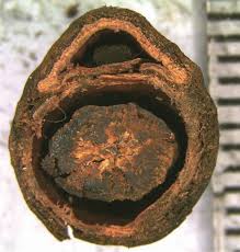 Image result for Keetia hispida