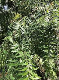 Image result for Azadirachta