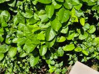 Image result for Mondia ecornuta
