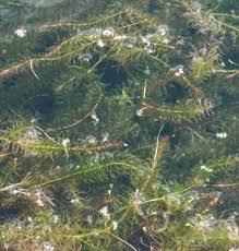 Image result for Hydrilla