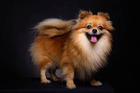 We did not find results for: Adorable Pomeranian Puppies Lovetoknow