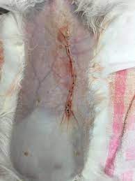 うさぎの乳腺腫瘍、過形成 はる動物病院 八千代市・船橋市