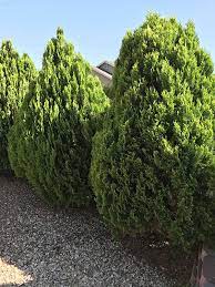 They create a microclimate by keeping out strong desert winds, which blow hot in summer and cold in winter. Desert Evergreen Shrubs Learn About Desert Shrubs From Guzmansgreenhouse Com