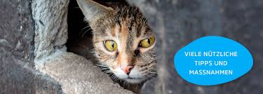Auch wenn der schreck am anfang riesengroß ist, ist es sinnvoll, erst. Katzentipps Katze Vermisst