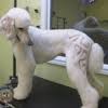 Check spelling or type a new query. Mobile Cat Grooming In San Antonio Tx With Reviews Yp Com