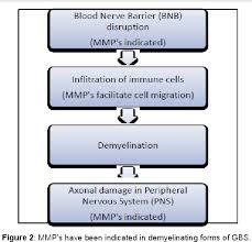 Its signs and symptoms are similar to those of other neurological disorders and may vary from person to person. Pdf Guillain Barre Syndrome And Matrix Metalloproteinases Semantic Scholar
