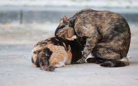 Por Que Mi Gato Me Succiona Como Si Amamantara Todas Las Razones Y Solucion Blog De Animales