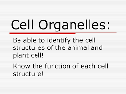 We did not find results for: Cell Organelles Be Able To Identify The Cell Structures Of The Animal And Plant Cell Know The Function Of Each Cell Structure Ppt Download