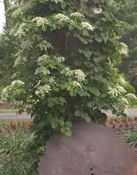 Some hydrangeas bloom only on new wood, while. The Plant Hunter Plant A Hydrangea On Your Tree