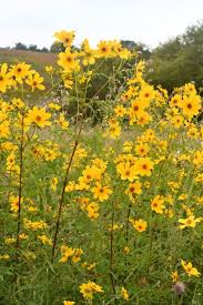 Image result for Bidens kirkii