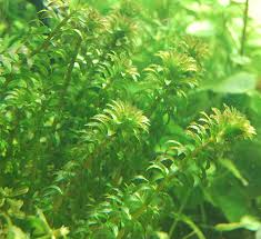 Image result for Hydrilla