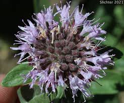 Image result for Clutia monticola