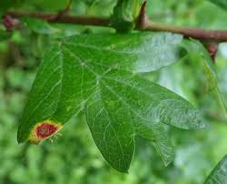 Image result for Gymnosporia pubescens