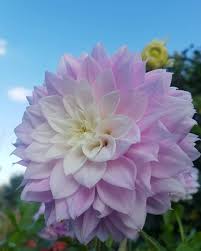 Yelena Bw Pe Instagram Dahlie Blumen Garten Natur Georgin Cvety Sadovodstvo In 2020 Flowers Plants Rose