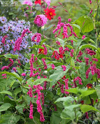 Full Size Picture Of Kiss Me Over The Garden Gate I Persicaria Orientalis I Plants Cottage Garden Plants Garden Gates