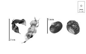 Image result for Dumasia