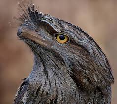 The tawny frogmouth (podargus strigoides) is a species of frogmouth native to the australian mainland and tasmania and found throughout. Tawny Frogmouth Moonlit Sanctuary