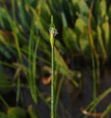 Image result for Fuirena welwitschii