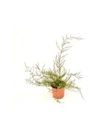 Genere di piante appartenente alla famiglia delle agavacee, coltivate e utilizzate come piante da appartamento. Vendita Pianta Leptospermum Piante Da Cespuglio Online Mondo Piante