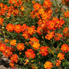 Aside from this however, the element can be used in many other ways. Sulphur Cosmos Seeds Cosmos Sulphureus American Meadows