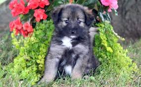 17 to 18 inches at the shoulder weight: Keeshond Mix Puppies For Sale Puppy Adoption Keystone Puppies