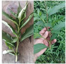 Image result for Phyllanthus parvulus