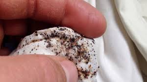 The first way is literally entering your door. How Do Bed Bugs Spread Your Room Home Apartment Etc Pest Strategies