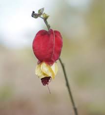 Image result for Malvaceae subfamily Malvoideae