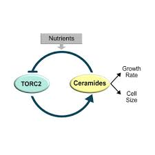 What is the size of eukaryotic cell. Cell Size And Growth Rate Are Modulated By Torc2 Dependent Signals Current Biology
