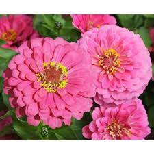 Pin On Seeds For Summer 2015