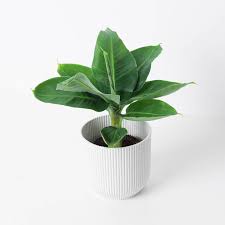 Image result for Musa Cavendish