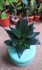 Perhaps this is a cultivar of bird's nest plant ( sansevieria trifasciata hahnii). Sansevieria Black Dragon Furniture Home Living Gardening Gardening Tools Ornaments On Carousell