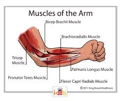 Muscle arms of the head muscles. King Brand Elbow Images