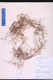 Image result for Potamogeton pusillus