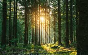12,406,700+ Forest Stock Photos, Pictures & Royalty-Free Images - iStock |  Tree, Forest trees, Woods