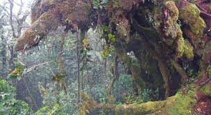 When doing my research for cameron highlands the mossy forest constantly came up as one of the top things to do. Cameron Highland Mossy Forest Booking Com Malaysia Community