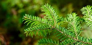 We did not find results for: Balsam Fir Abies Balsamea