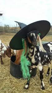 Pin On Animals