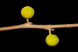 Image result for Ficus exasperata