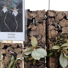 Image result for Aerangis