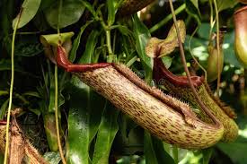 Pitcher plant (nepenthes spectabilis x ventricosa). Nepenthes Ventricosa Photos Free Royalty Free Stock Photos From Dreamstime