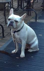 Cute miniature blue french bulldog puppy on grass. French Bulldog Guide Cost Lifespan Colors Temperament Size More Caninejournal Com