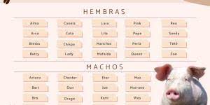200 Nombres Para Conejos Originales Y Bonitos Machos Y Hembras